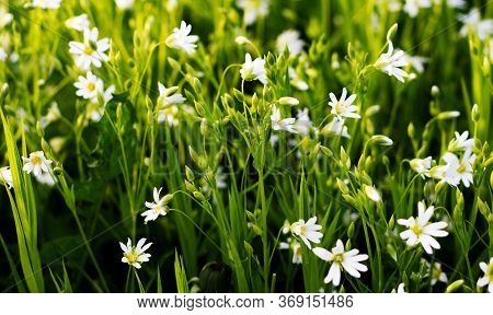Nature Floral Background. Stellate White Flowers. Forest Plant Stellate Flowers In Spring With Small