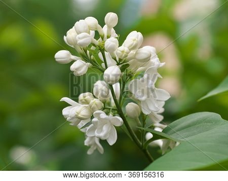 White Lilac Flowers With Buds For A Background, Spring Garden, Syringe Vulgaris.