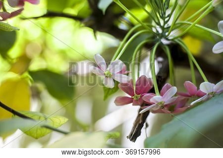 Shot Of Fresh Flowers Of Chinese Honeysuckle Or Rangoon Creeper Or Madhumalti With Blurred Backgroun
