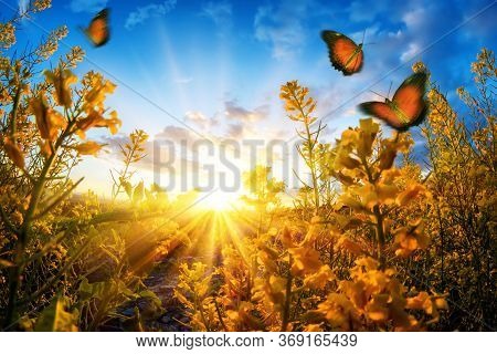 Bright Rural Sunset Seen Through Blossoms On A Meadow, With Butterflies Roaming In The Air And Deep 