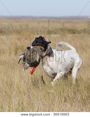 Engelsk Setter med Grouse