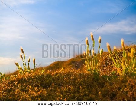 Golden Sunrise  Glow On Beach Vegetation Papamoa.
