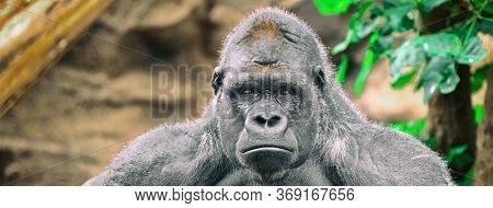 Gorilla silverback ape sad funny face banner panoramic background. Alpha male strong gorilla looking at camera.