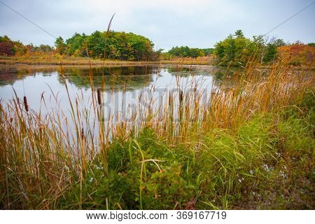 Pond In Countrysie Of New England Sorrounnded By Wetland Vegetation.