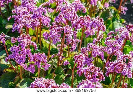 Background Of Pink Flowers Of Frankincense, Bergenia Crassifolia