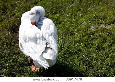 A white duck in a green meadow