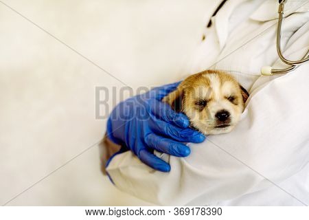 Cute White Puppy At The Vet Of A Doctor. Examination Of A Doctor And Vaccination Of A Dog In A Veter