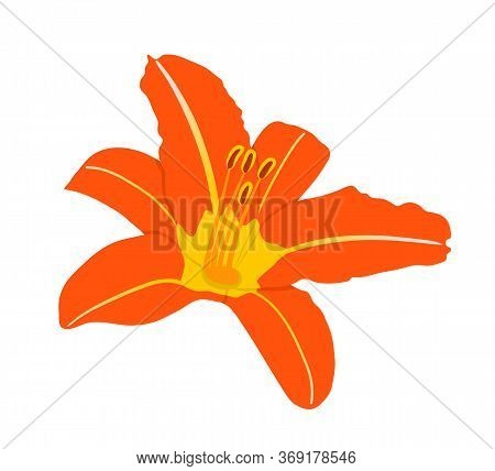 Vector Daylily Flower Isolated On White Background