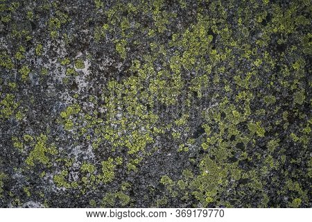 Lichen On A Green Stone. Natural Background. Stones Boulders Covered With Moss And Fungus.nature Bac