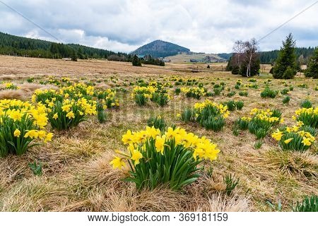 Wild Yellow Narcissus On The Mountain Meadow And Bukovec Hill On Background. Jizerka Village, Jizera