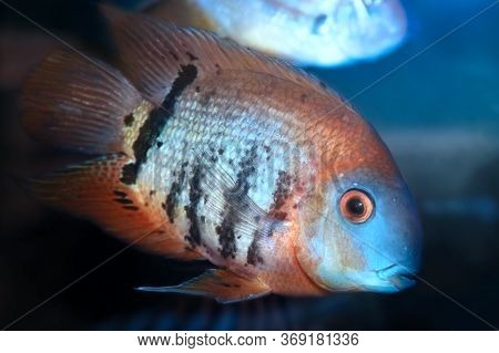 Red Shoulder Severum Heros Efasciatus Beautiful Ornamental Fish From Amazon