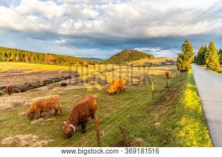 Highland Cattle - Scottish Breed Of Rustic Cattle In Jizerka Village With Bukovec Mountain On The Ba
