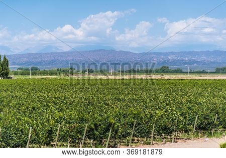 Vine Plants In A Vineyard In Mendoza On A Sunny Day With Blue Sky.