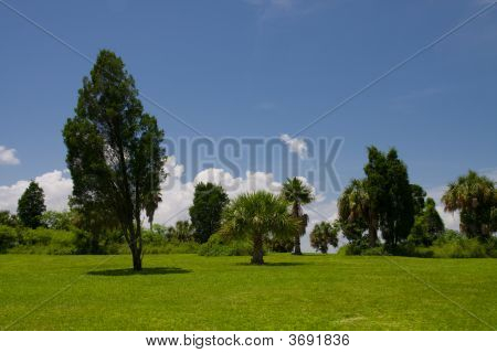 Campo de árvores