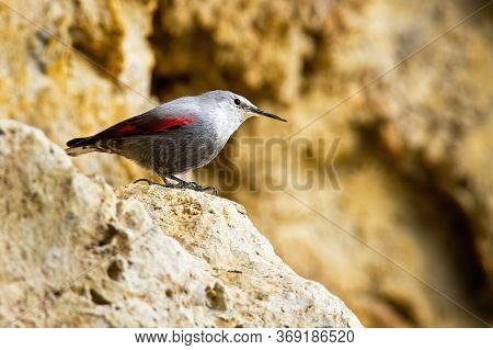 Interested Wallcreeper Sitting On Rocky Ridge In Mountainside