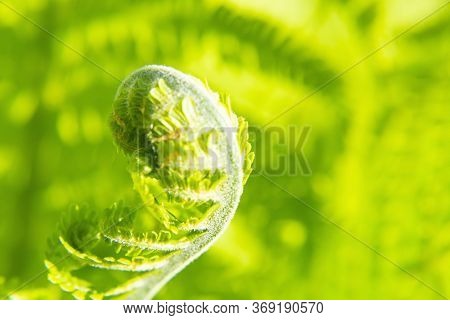 Green Forest Fern Petals. Fern Pattern Macro. Background