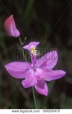 A Grass-pink Orchid - Calopogon Tuberosus - Growing Wild In A Boggy Swampy Area In The New Jersey Pi