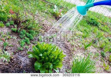 Watering Flowers In The Garden From A Watering Can. Cloudy Day. Focus On Leaves And Jets Of Water. F