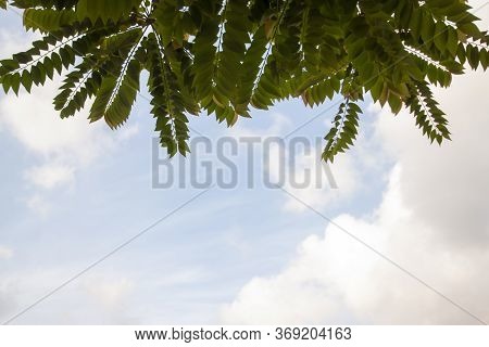 Star Gooseberry Or Phyllanthus Acidus Leaf On White Cloud And Blue Sky Background.