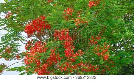 Gold Mohur Or Krishna Chuda Flower On Tree.