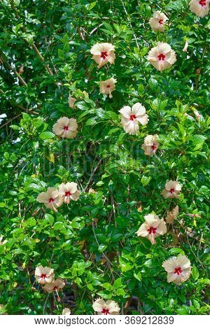 Plenty Of White Chaina Rose Flowers On Garden On Bright Sunlight.