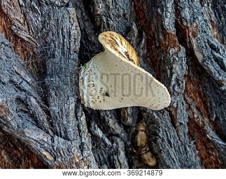 Tinder Mushroom With The Latin Name Cerioporus Squamosus Grew On The Bark Of An Old Tree