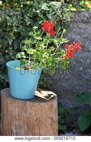 Beautiful Red Geranium Flowers In A Pot On A Green Background.
Traditional Mediterranean Flower