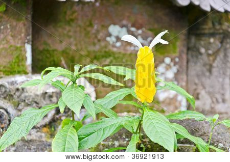 Yellow  Flower Of Acanthaceae