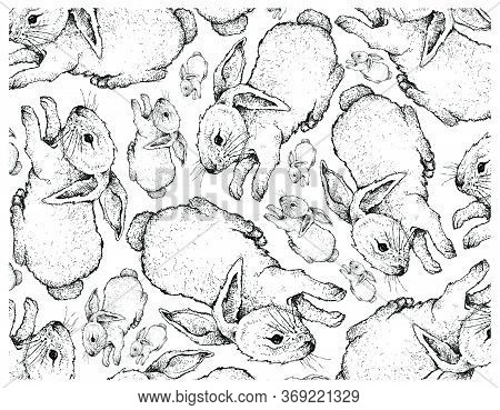Autumn Animal, Illustration  Background Of Hand Drawn Of Bunny Rabbits. Symbolic Animal To Show The 