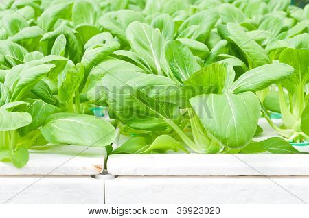 Hydroponic Vegetable