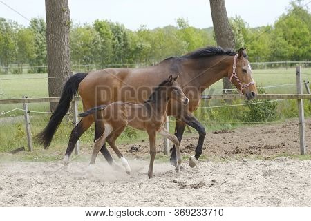Little Brown Foal, Trosts Next To The Mother, One Week Old, During The Day With A Countryside Landsc
