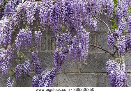 Glycine With Purple Flowers Panicles In Full Bloom Before A Blue Sky. Natural Home Decoration With L