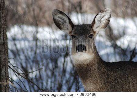 Mule Deer Outdoors