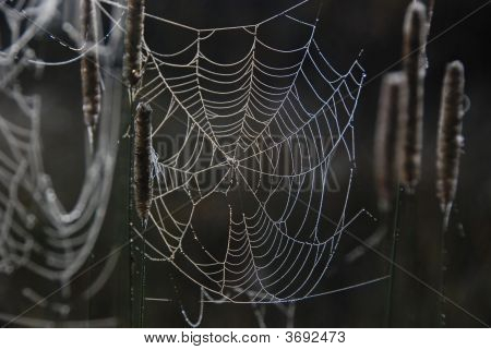 Cobweb In The Mist