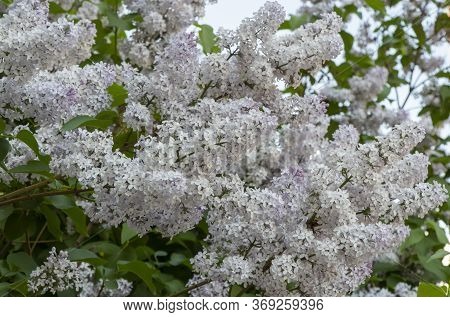 White Flowers Prunus Padus. Laurocerasus Low Shrub Is Cultivated As An Ornamental Plant