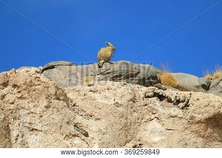 Mountain Viscacha Sitting On A Rocky Hill Against Vivid Blue Sky Of The Arid Desert Of Andean Platea