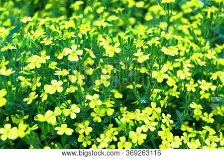 Many Beautiful Little Flowers In The Meadow. Floral Background.