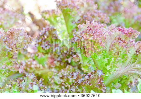 Soilless Or Hydroponic