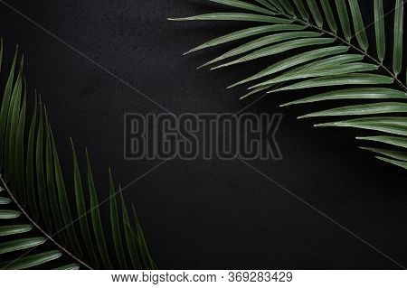Palm Leaves On A Black Matte Slate.