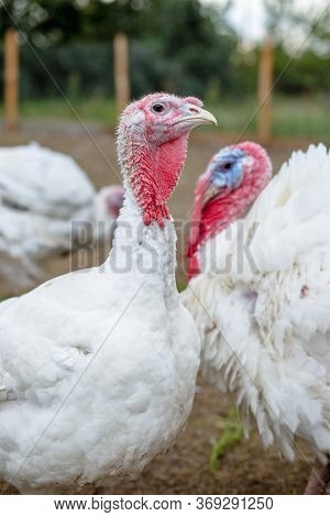 Turkey On A Farm , Breeding Turkeys. White Turkey Portrait. Flock Of Turkeys At The Farm. Pasture Ra