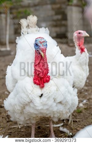 Turkey On A Farm , Breeding Turkeys. White Turkey Portrait. Flock Of Turkeys At The Farm. Pasture Ra