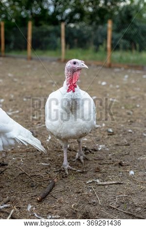 Turkey On A Farm , Breeding Turkeys. White Turkey Portrait. Flock Of Turkeys At The Farm. Pasture Ra