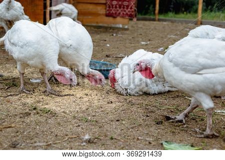 Turkey On A Farm , Breeding Turkeys. White Turkey Portrait. Flock Of Turkeys At The Farm. Pasture Ra