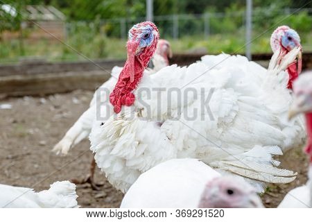 Turkey On A Farm , Breeding Turkeys. White Turkey Portrait. Flock Of Turkeys At The Farm. Pasture Ra