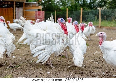 Turkey On A Farm , Breeding Turkeys. White Turkey Portrait. Flock Of Turkeys At The Farm. Pasture Ra