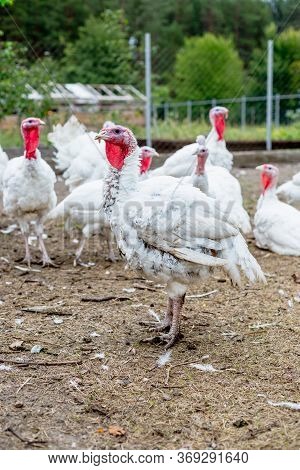 Turkey On A Farm , Breeding Turkeys. White Turkey Portrait. Flock Of Turkeys At The Farm. Pasture Ra
