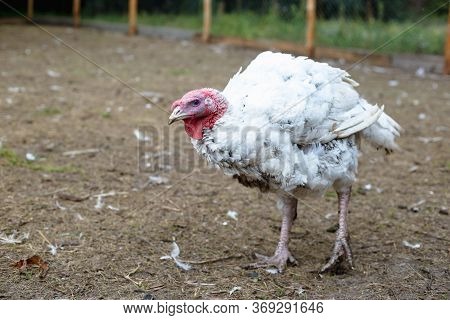 Turkey On A Farm , Breeding Turkeys. White Turkey Portrait. Flock Of Turkeys At The Farm. Pasture Ra