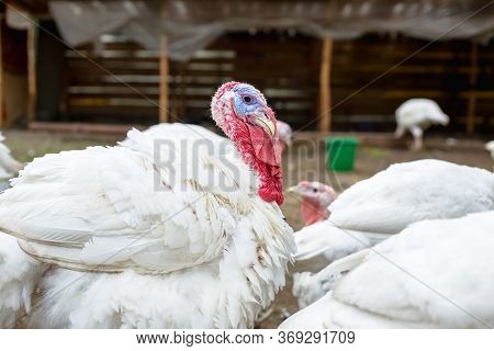 Turkey On A Farm , Breeding Turkeys. White Turkey Portrait. Flock Of Turkeys At The Farm. Pasture Ra