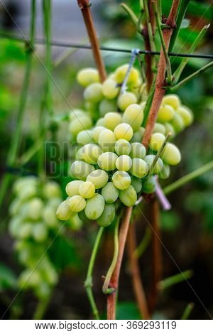 Ripe Green Grapes On A Branch In The Garden.