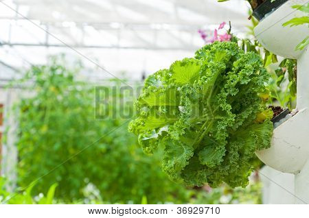 Soilless Or Hydroponic